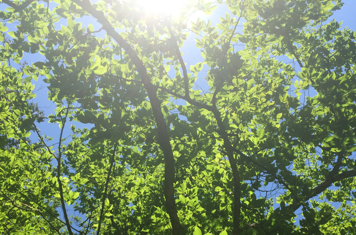 Sun through the leaves