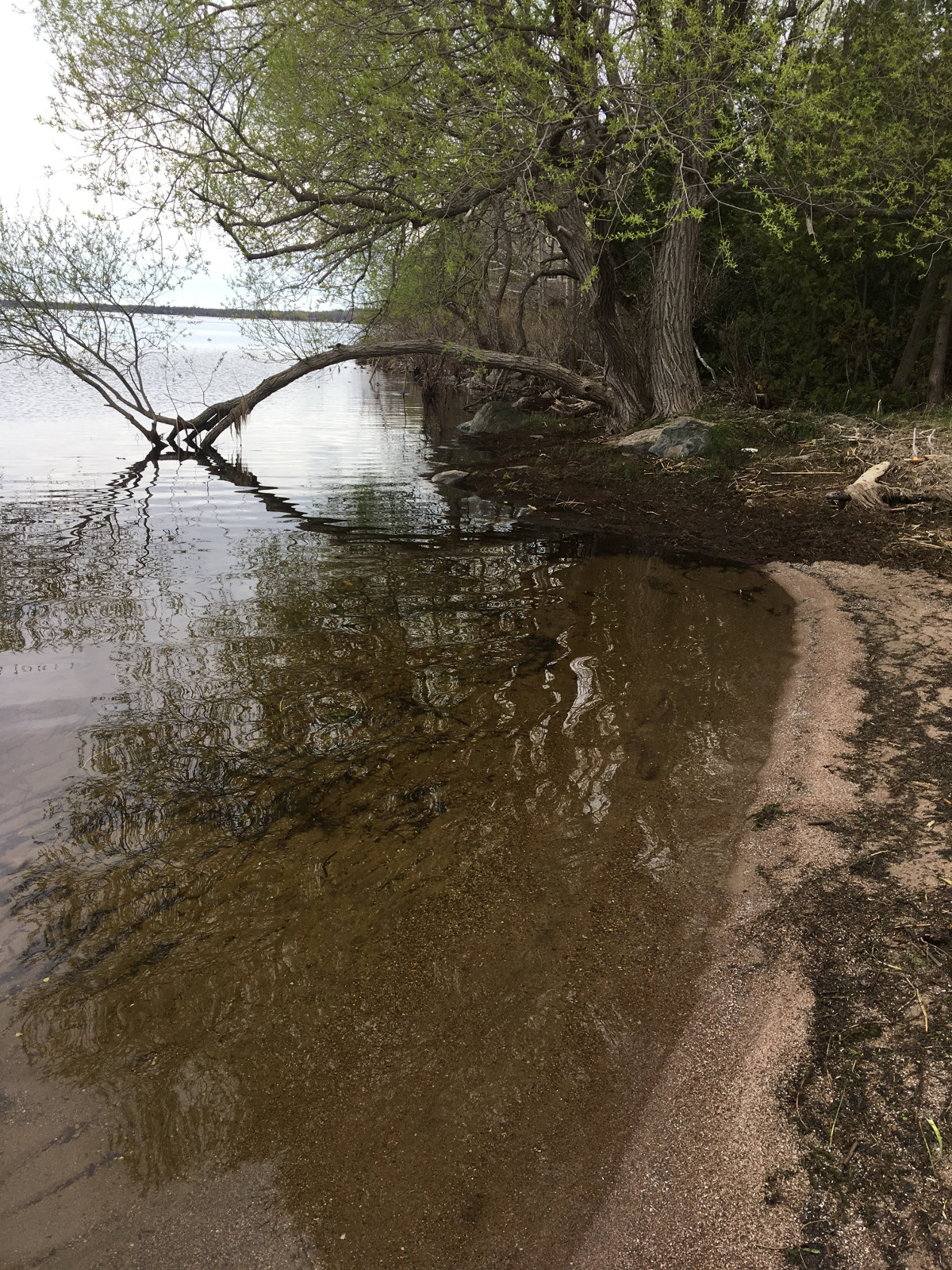 Waterfront with Tree Branch